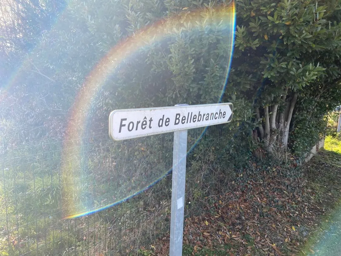 Forêt de Bellebranche